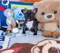 Hermosa hembra bulldog francés $330.000.- 930063937