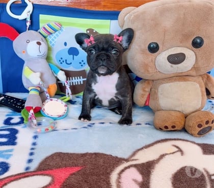 Venta de Mascotas La Cisterna Santiago - Fotos de Hermosa hembra bulldog francés $330.000.- 930063937