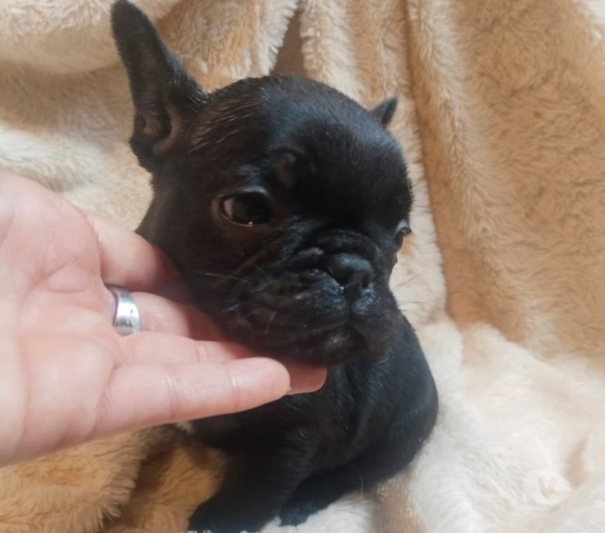 Gatos en Venta Santiago Lo Prado - Fotos de Bulldog francés