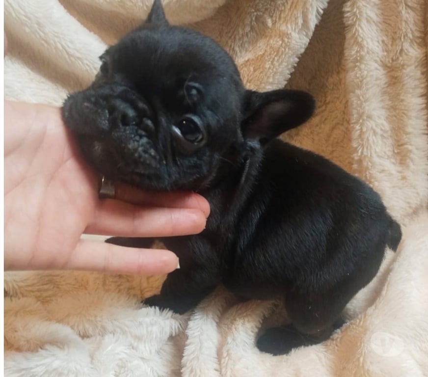 Gatos en Venta Santiago Lo Prado - Fotos de Bulldog francés