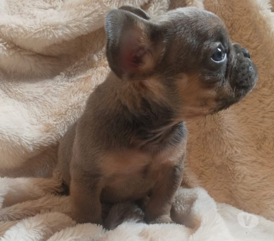 Gatos en Venta Santiago Lo Prado - Fotos de Bulldog francés