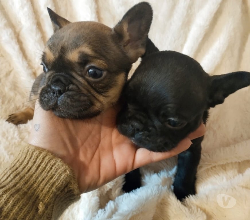 Gatos en Venta Santiago Lo Prado - Fotos de Bulldog francés