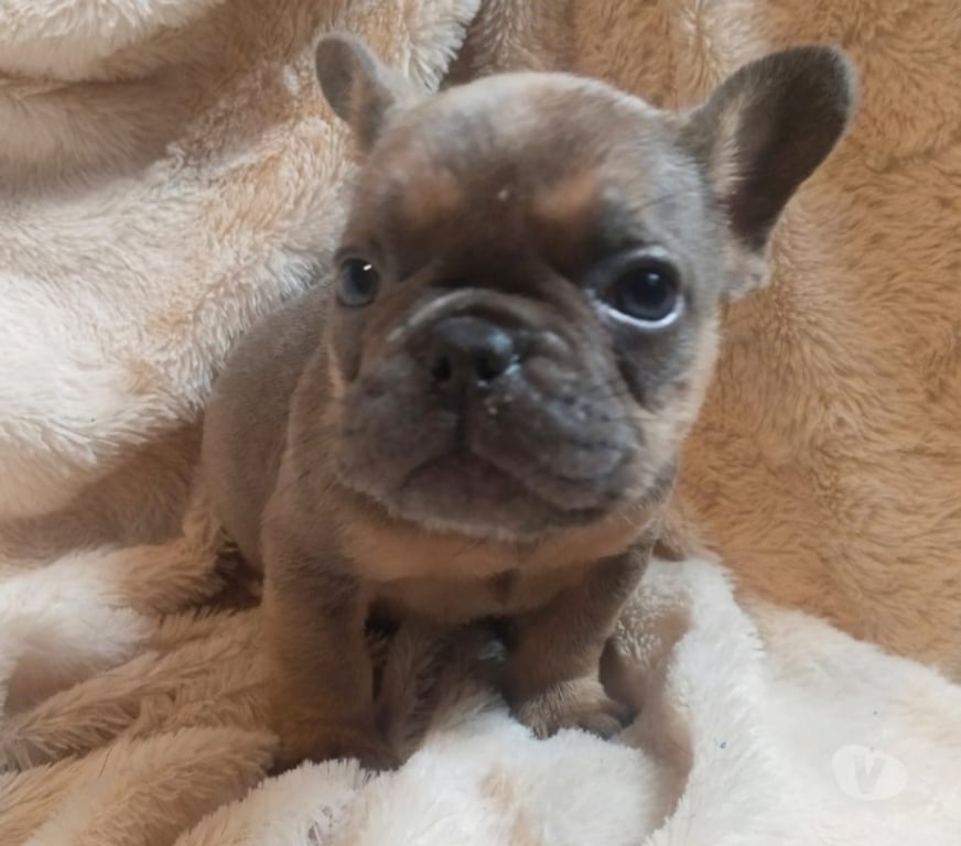 Gatos en Venta Santiago Lo Prado - Fotos de Bulldog francés