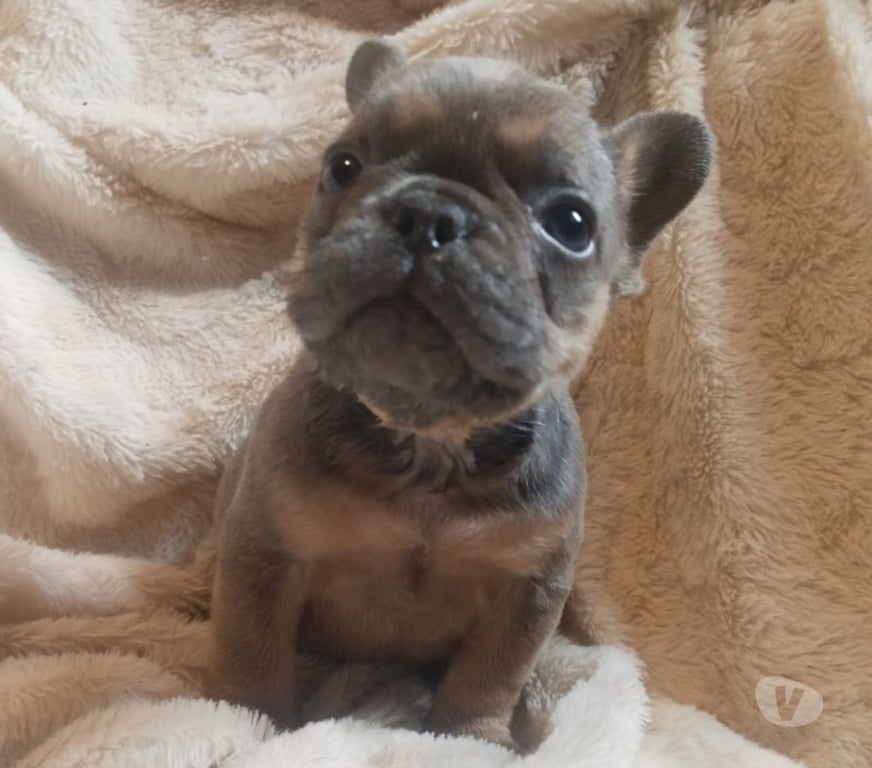 Gatos en Venta Santiago Lo Prado - Fotos de Bulldog francés