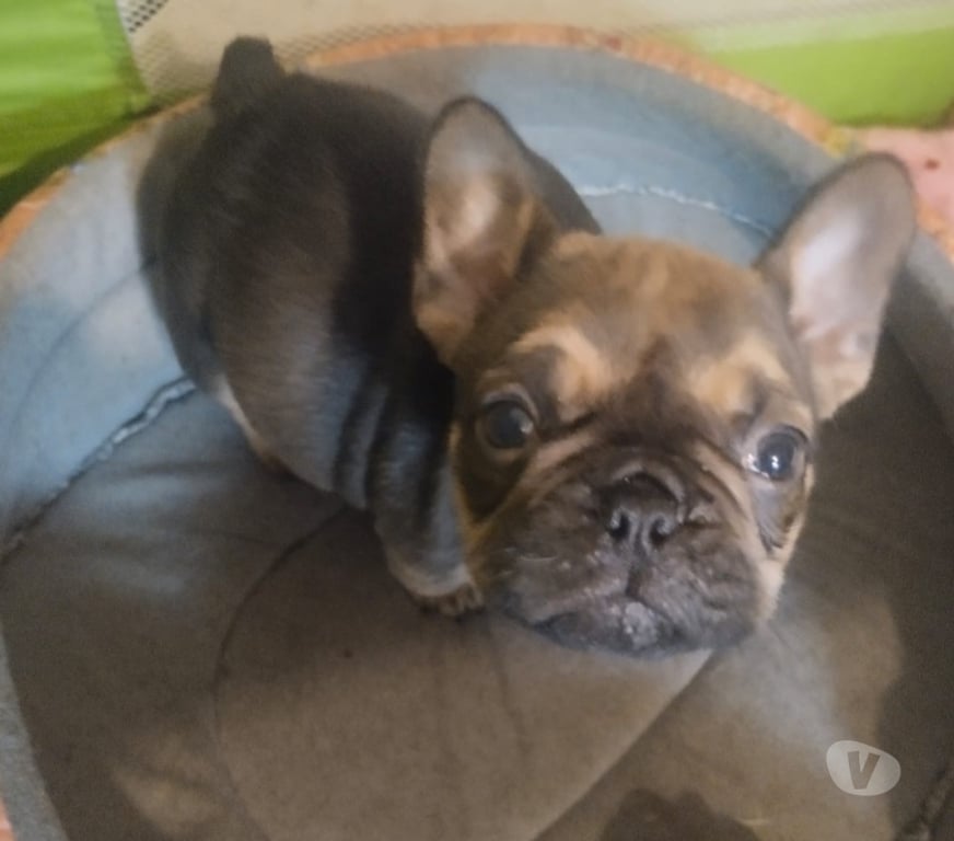 Gatos en Venta Santiago Lo Prado - Fotos de Bulldog francés