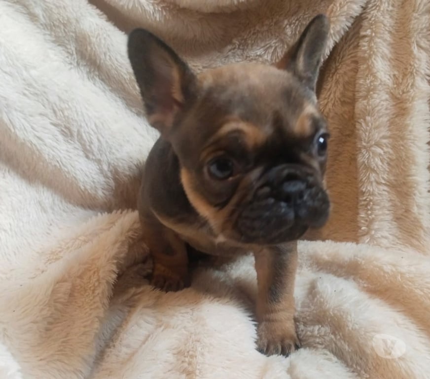Gatos en Venta Santiago Lo Prado - Fotos de Bulldog francés