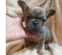 Bulldog francés
