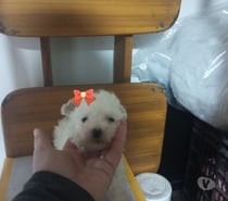 Poodle hembras pequeñas