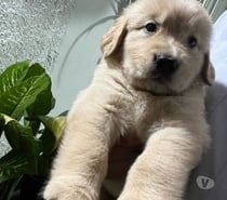 Golden retriever $180.000