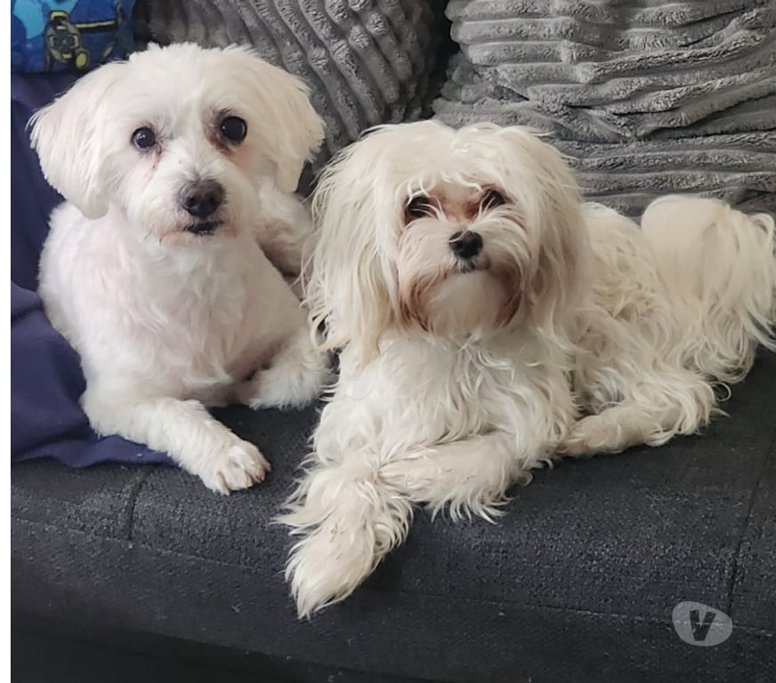 Gatos en Venta Chacabuco Colina - Fotos de Hermosos cachorros de bichon maltés buscando nueva familia