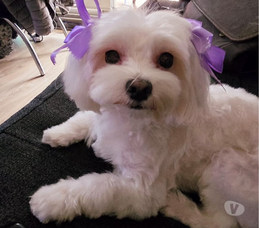 Gatos en Venta Chacabuco Colina - Fotos de Hermosos cachorros de bichon maltés buscando nueva familia