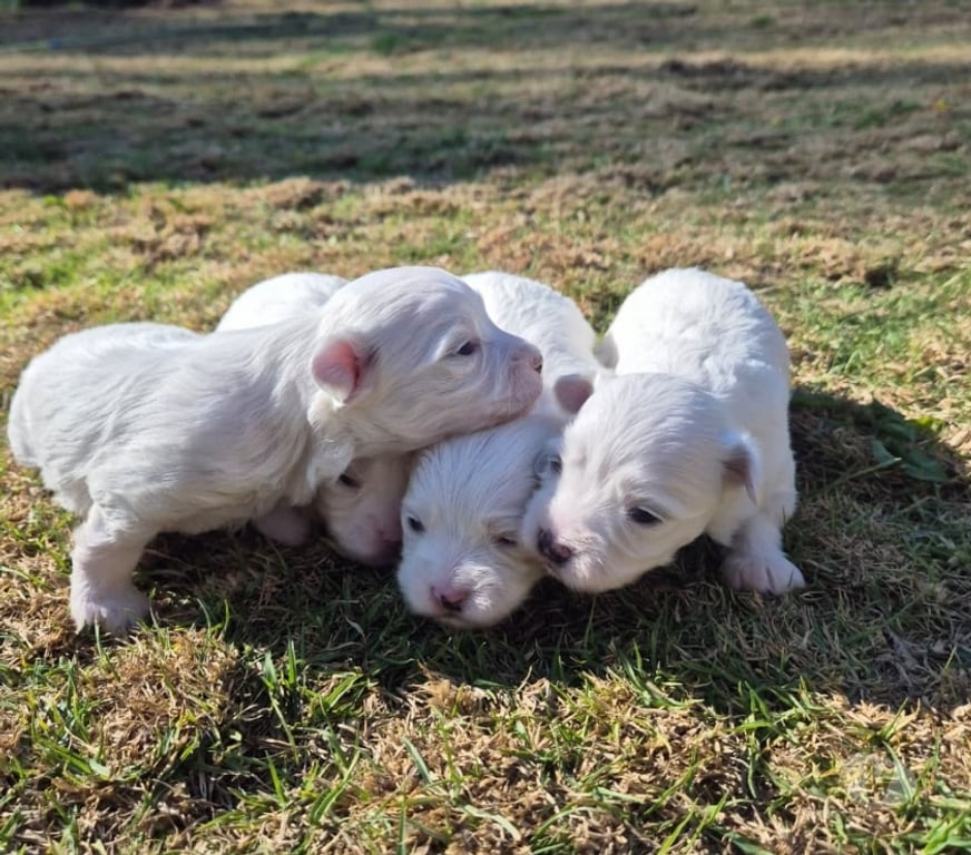 Gatos en Venta Chacabuco Colina - Fotos de Hermosos cachorros de bichon maltés buscando nueva familia
