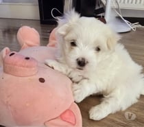 Hermosos cachorros de bichon maltés buscando nueva familia
