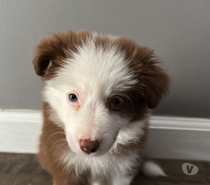 Gatos en Venta Santiago Santiago - Fotos de Cachorros Border collie