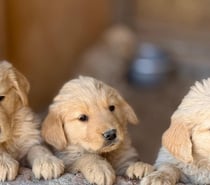 Cachorros golden retriever