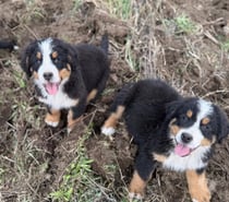 Cachorros Boyero de Berna