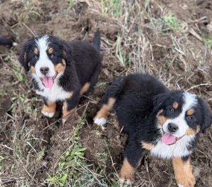Mascotas en Venta Santiago Santiago - Fotos de Cachorros Boyero de Berna