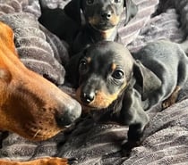 Salchichas pequeños
