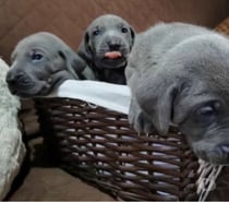 Raza weimaraner