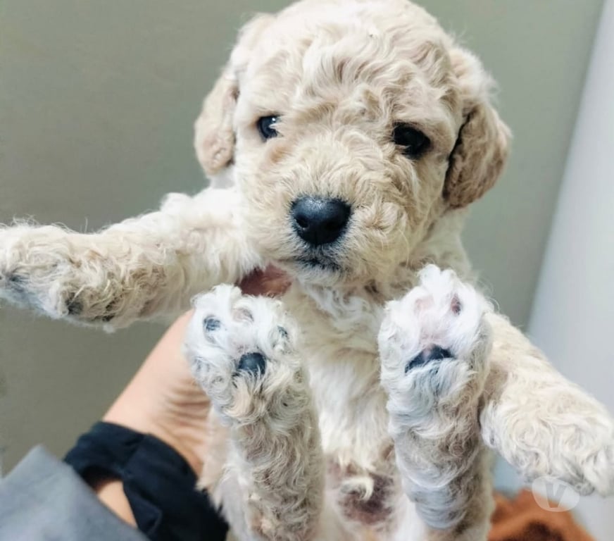 Gatos en Venta Santiago Santiago - Fotos de Cachorros poodle toy