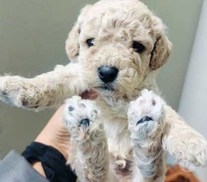 Gatos en Venta Santiago Santiago - Fotos de Cachorros poodle toy