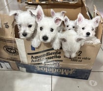 Raza West padres ala vista