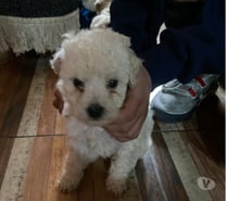Cachorros poodle