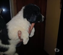 Cachorros border collie muy hermosos