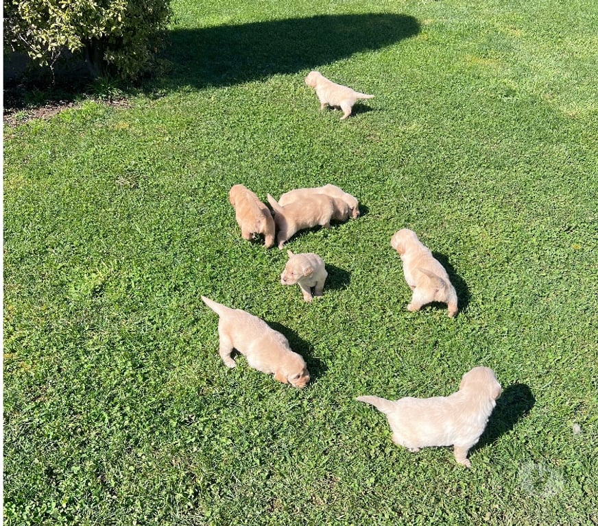 Gatos en Venta Osorno San Pablo - Fotos de Cachorros Golden retriever