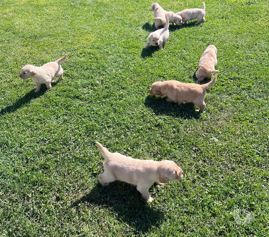 Gatos en Venta Osorno San Pablo - Fotos de Cachorros Golden retriever