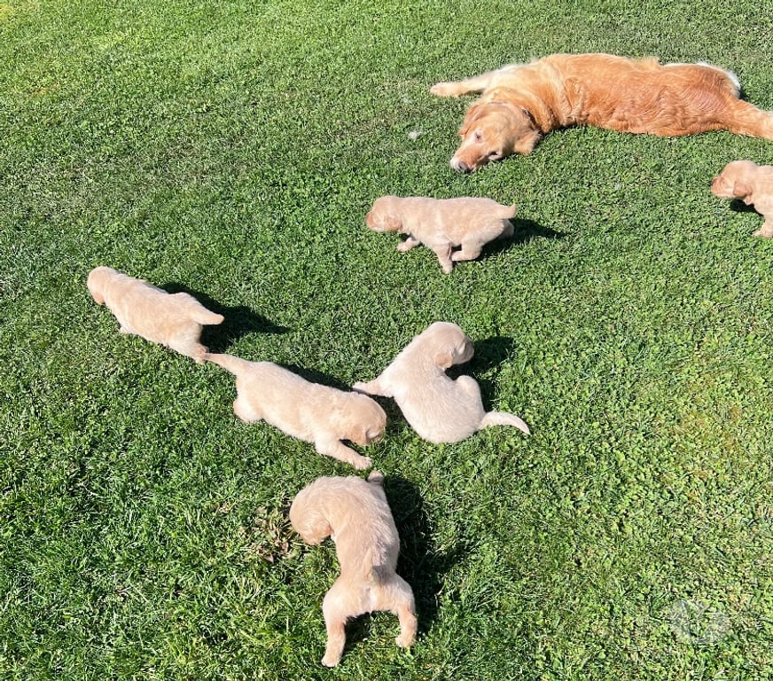 Gatos en Venta Osorno San Pablo - Fotos de Cachorros Golden retriever