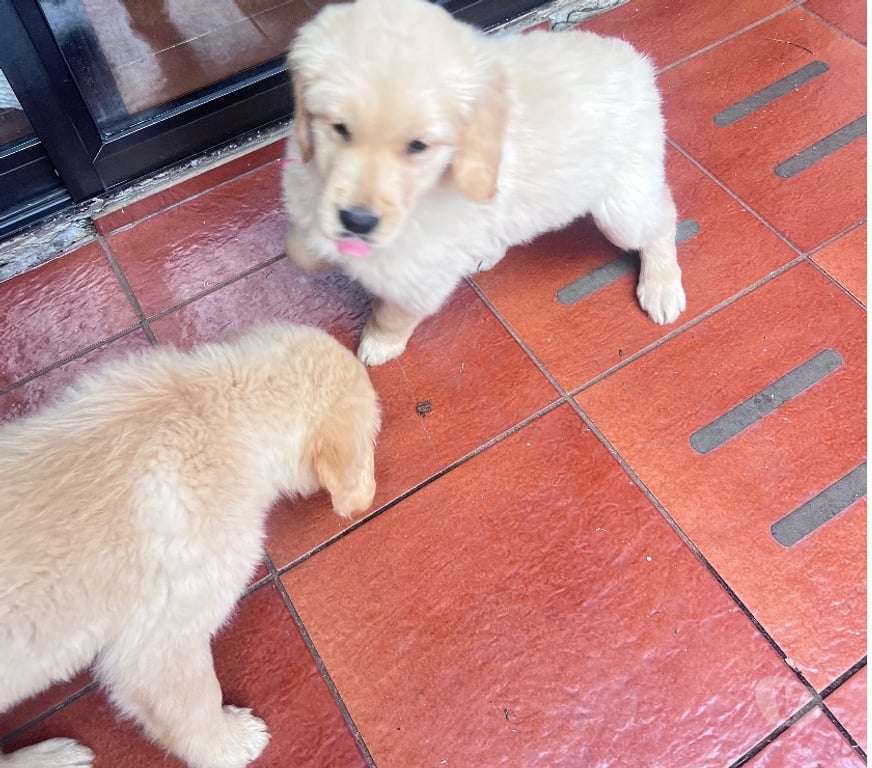 Gatos en Venta Osorno San Pablo - Fotos de Cachorros Golden retriever
