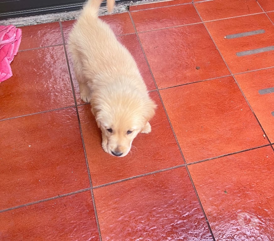 Gatos en Venta Osorno San Pablo - Fotos de Cachorros Golden retriever