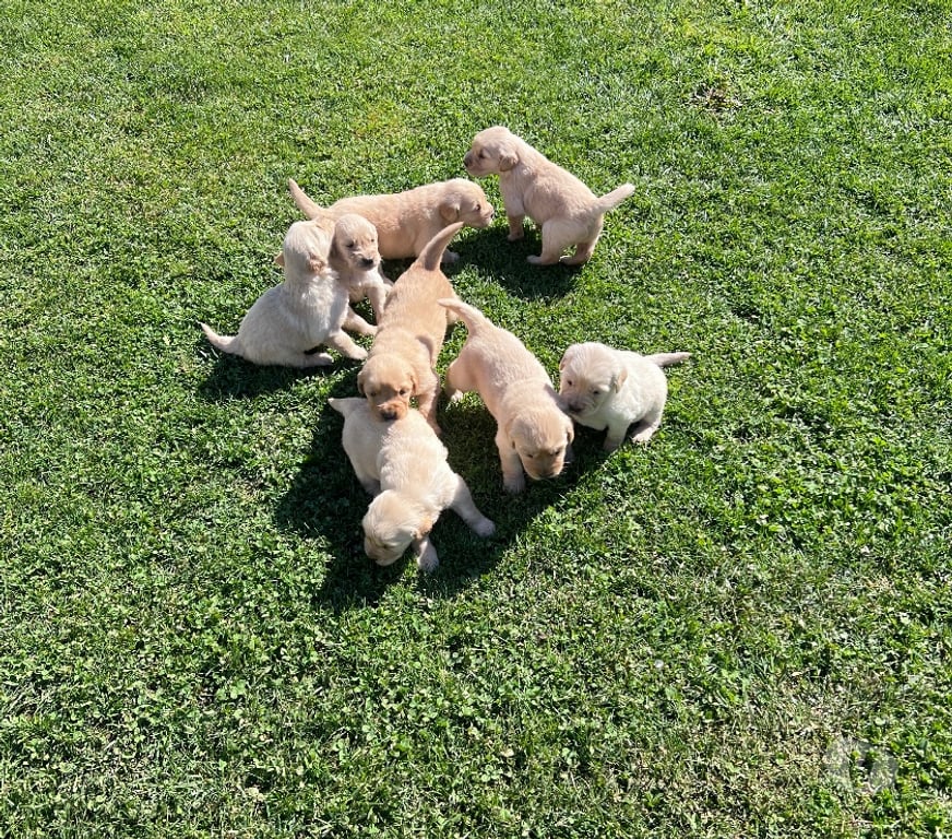 Gatos en Venta Osorno San Pablo - Fotos de Cachorros Golden retriever