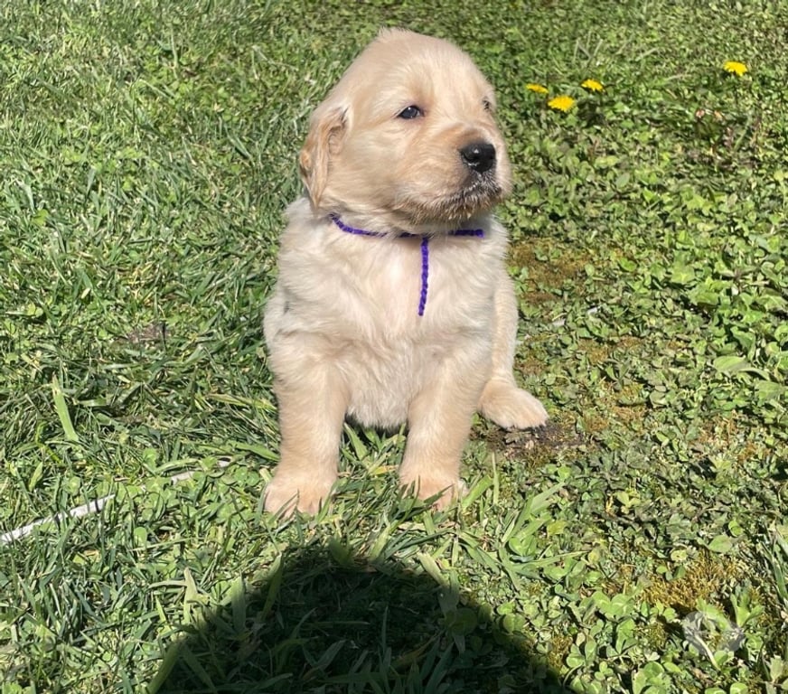 Gatos en Venta Osorno San Pablo - Fotos de Cachorros Golden retriever