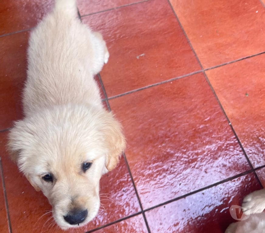 Gatos en Venta Osorno San Pablo - Fotos de Cachorros Golden retriever