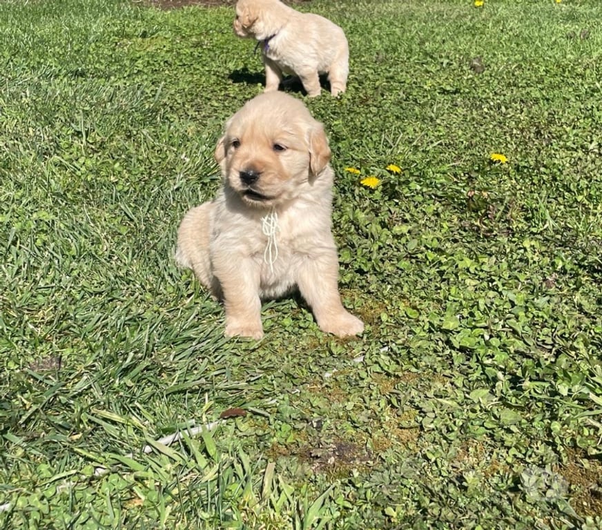 Gatos en Venta Osorno San Pablo - Fotos de Cachorros Golden retriever