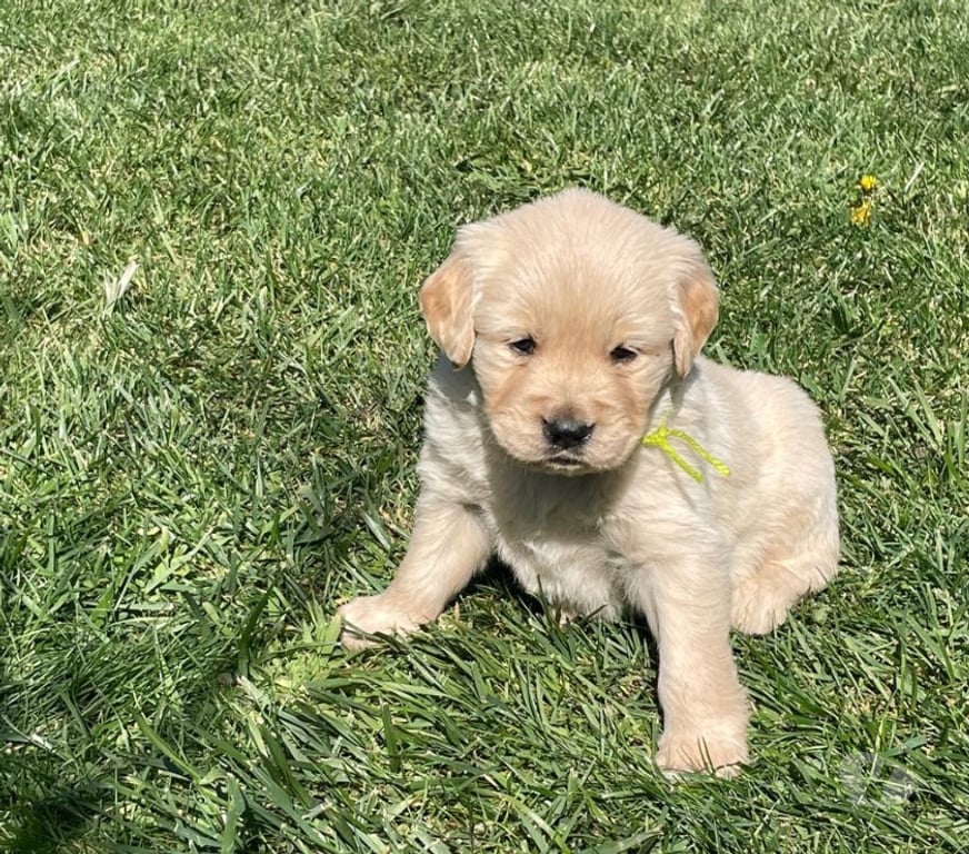 Gatos en Venta Osorno San Pablo - Fotos de Cachorros Golden retriever