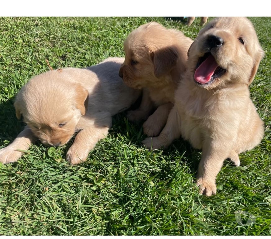 Gatos en Venta Osorno San Pablo - Fotos de Cachorros Golden retriever