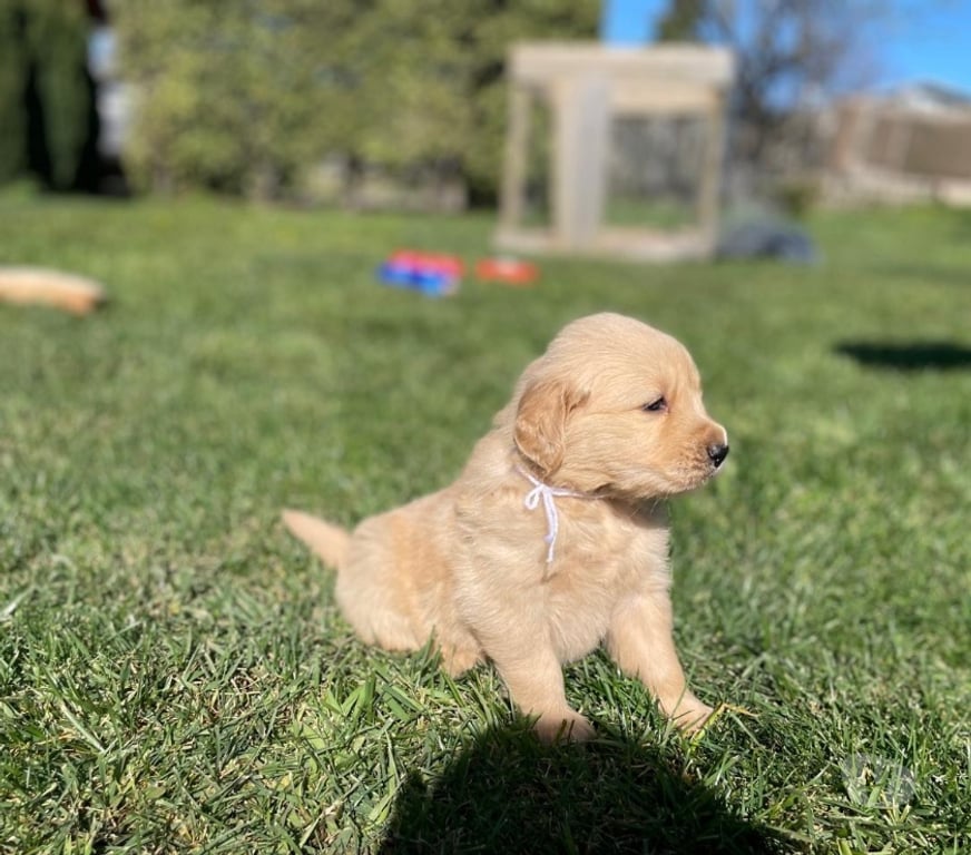 Gatos en Venta Osorno San Pablo - Fotos de Cachorros Golden retriever