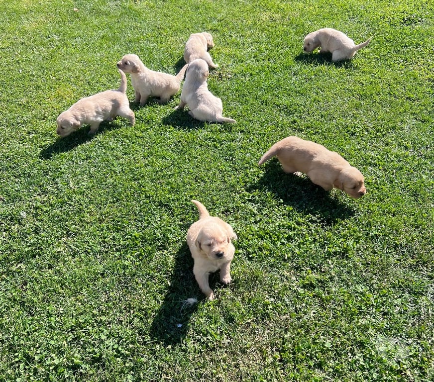 Gatos en Venta Osorno San Pablo - Fotos de Cachorros Golden retriever