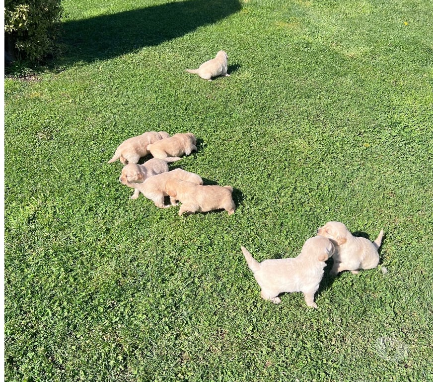 Gatos en Venta Osorno San Pablo - Fotos de Cachorros Golden retriever