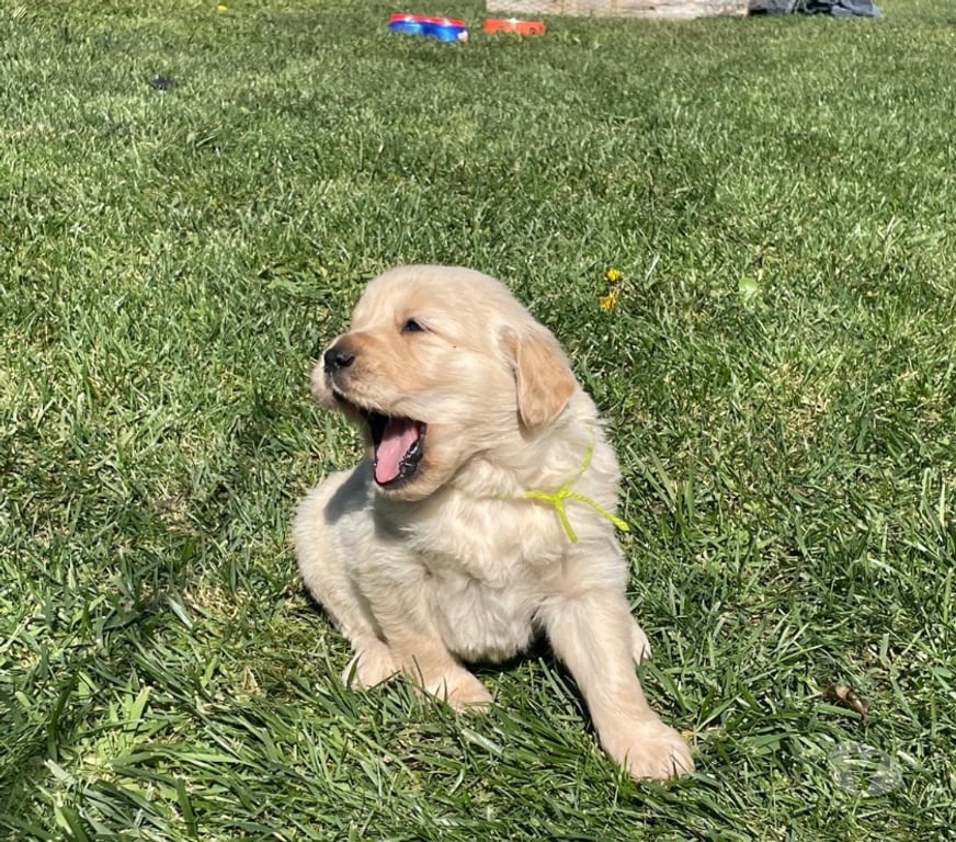 Gatos en Venta Osorno San Pablo - Fotos de Cachorros Golden retriever