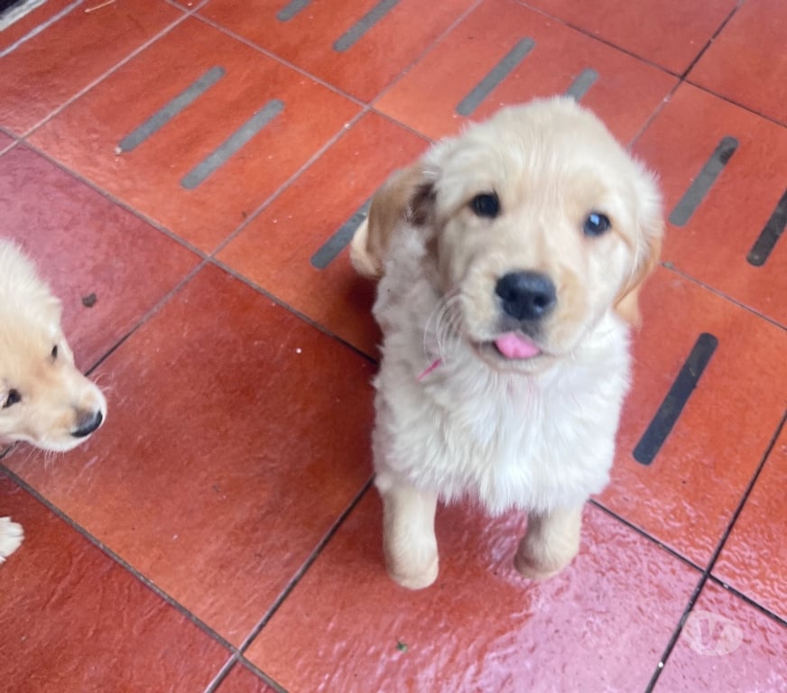 Gatos en Venta Osorno San Pablo - Fotos de Cachorros Golden retriever