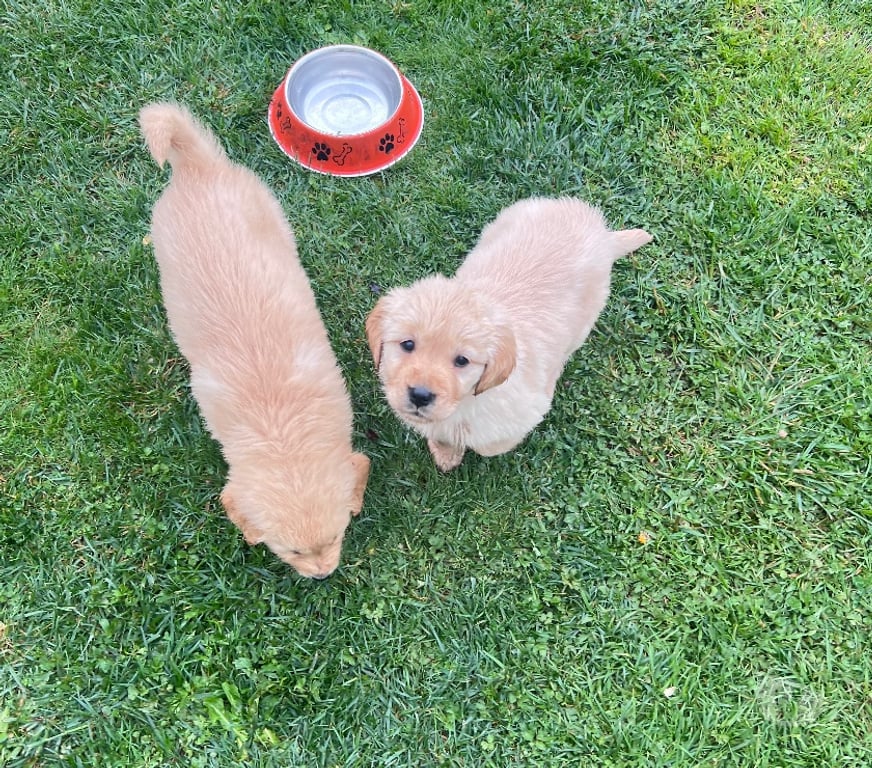 Gatos en Venta Osorno San Pablo - Fotos de Cachorros Golden retriever