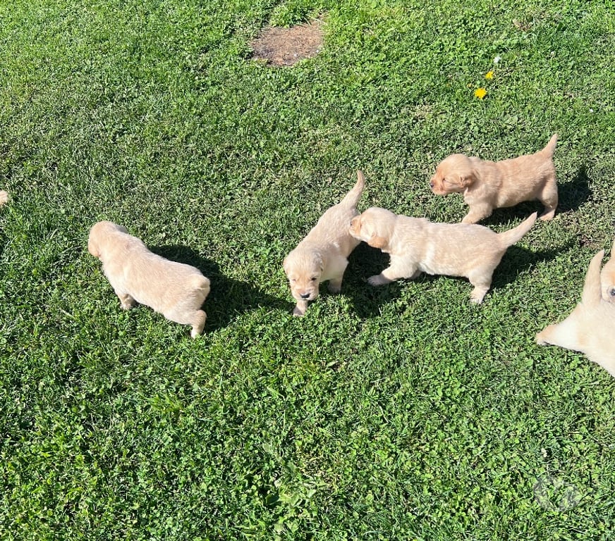 Gatos en Venta Osorno San Pablo - Fotos de Cachorros Golden retriever