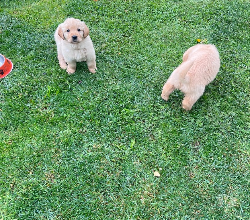 Gatos en Venta Osorno San Pablo - Fotos de Cachorros Golden retriever