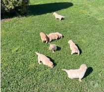 Cachorros Golden retriever