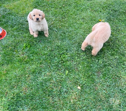 Mascotas en Chile San Pablo Osorno - Fotos de Cachorros Golden retriever