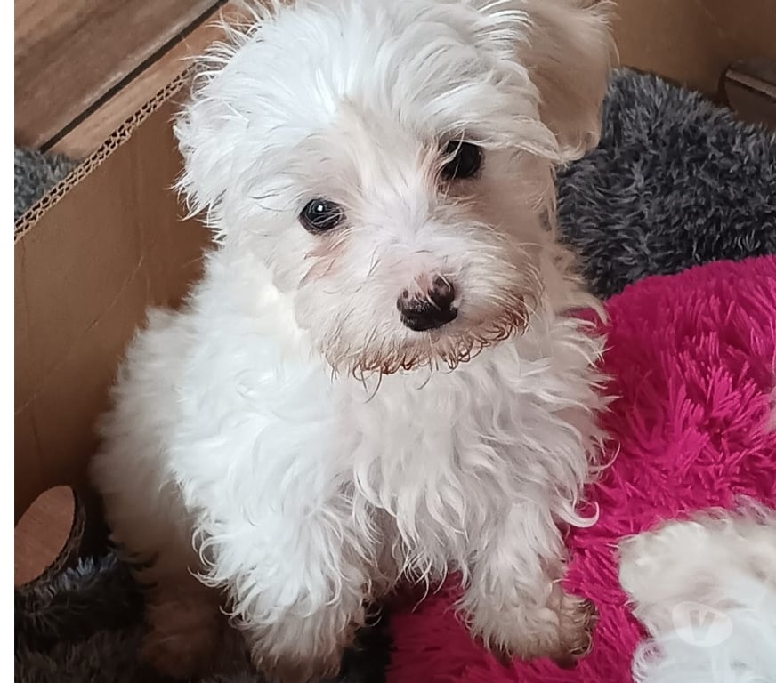 Gatos en Venta Santiago La Granja - Fotos de Lindos maltipoo cachorritos